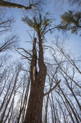 Happy Valley Forest, King Township, Ontario