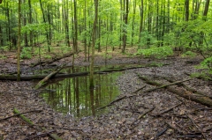 Happy Valley Forest, King Township, Ontario