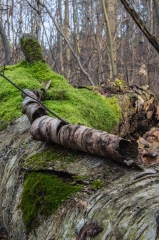 Happy Valley Forest, King Township, Ontario