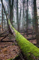 Happy Valley Forest, King Township, Ontario