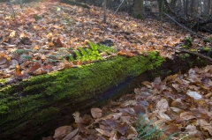 Happy Valley Forest, King Township, Ontario