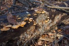 Happy Valley Forest, King Township, Ontario