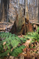 Happy Valley Forest, King Township, Ontario