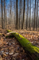 Happy Valley Forest, King Township, Ontario