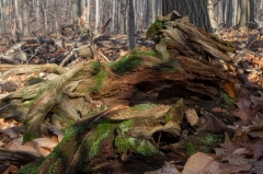 Happy Valley Forest, King Township, Ontario