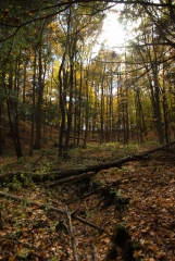 Happy Valley Forest, King Township, Ontario