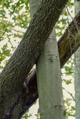 Happy Valley Forest, King Township, Ontario