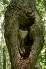 Happy Valley Forest, King Township, Ontario