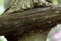 Happy Valley Forest, King Township, Ontario