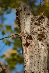 Happy Valley Forest, King Township, Ontario