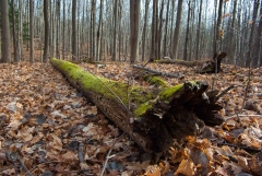 Happy Valley Forest, King Township, Ontario