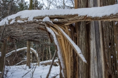 Happy Valley Forest, King Township, Ontario