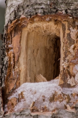 Happy Valley Forest, King Township, Ontario