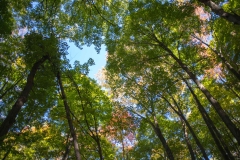 Happy Valley Forest, King Township, Ontario