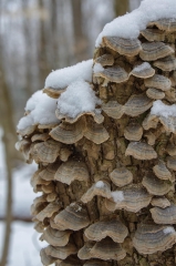 Happy Valley Forest, King Township, Ontario