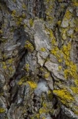 Happy Valley Forest, King Township, Ontario