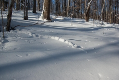 Happy Valley Forest, King Township, Ontario