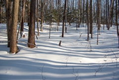 Happy Valley Forest, King Township, Ontario