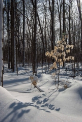 Happy Valley Forest, King Township, Ontario
