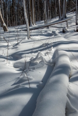 Happy Valley Forest, King Township, Ontario