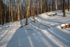 Happy Valley Forest, King Township, Ontario