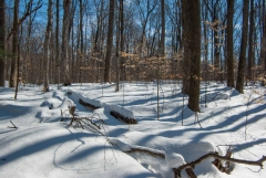 Happy Valley Forest, King Township, Ontario