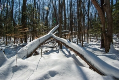 Happy Valley Forest, King Township, Ontario