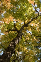 Happy Valley Forest, King Township, Ontario