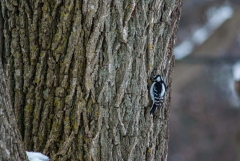Happy Valley Forest, King Township, Ontario