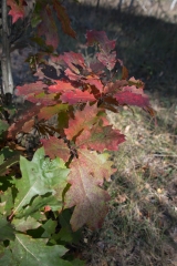 Happy Valley Forest, King Township, Ontario