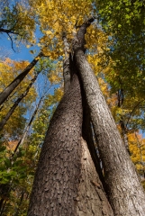 Happy Valley Forest, King Township, Ontario