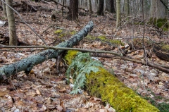 Happy Valley Forest, King Township, Ontario