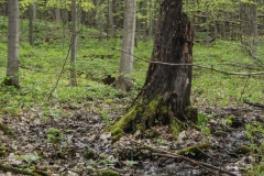 Happy Valley Forest, King Township, Ontario