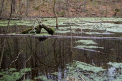 Happy Valley Forest, King Township, Ontario