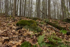 Happy Valley Forest, King Township, Ontario