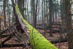 Happy Valley Forest, King Township, Ontario