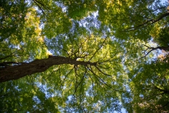Happy Valley Forest, King Township, Ontario
