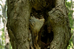 Happy Valley Forest, King Township, Ontario