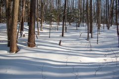 Happy Valley Forest, King Township, Ontario
