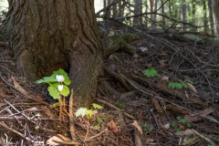 Private Proprety #2, King Township