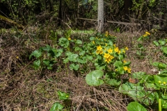 Private Proprety #2, King Township