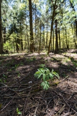 Private Proprety #2, King Township