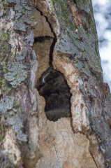 Private Proprety, King Township