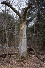 Private Proprety, King Township