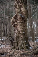 Private Proprety, King Township