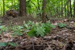 Private Proprety, King Township