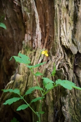 Private Proprety, King Township