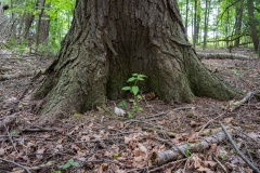 Private Proprety, King Township