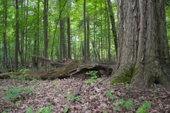 Private Proprety, King Township