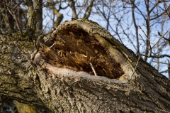 William-Granger Greenway – Humber Trail